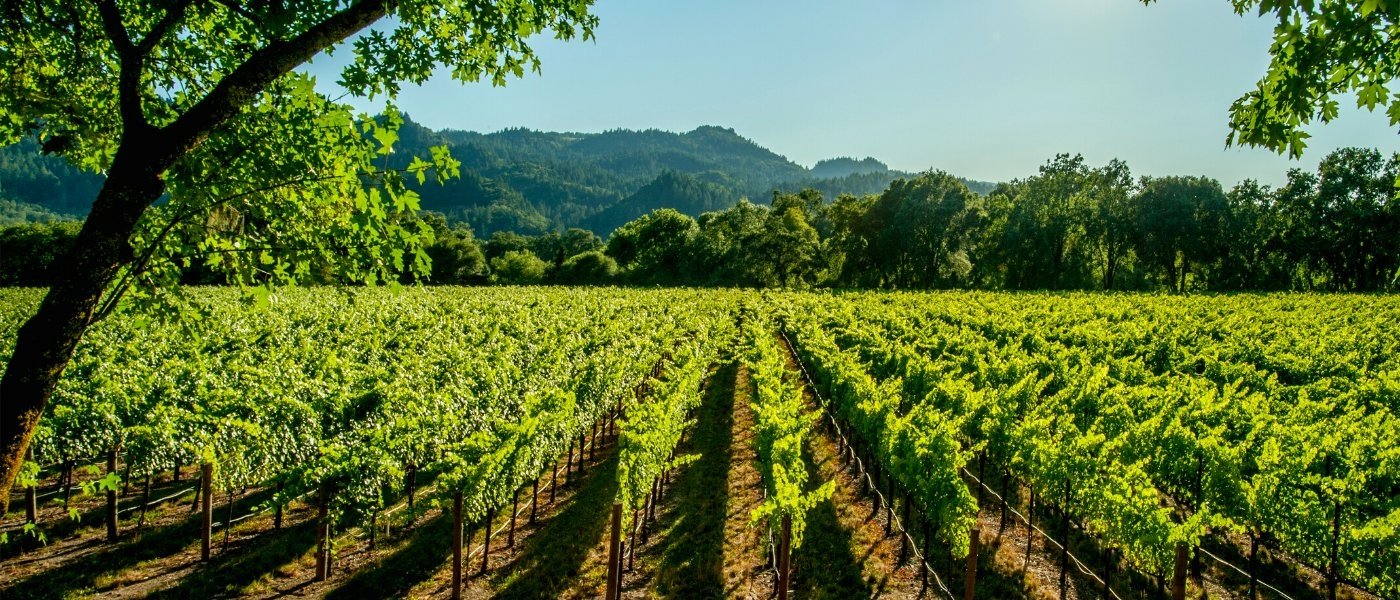 Wine Tours - Wine Paths